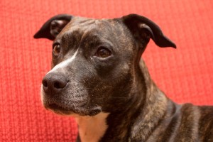American Staffordshire Terrior Dog Attack